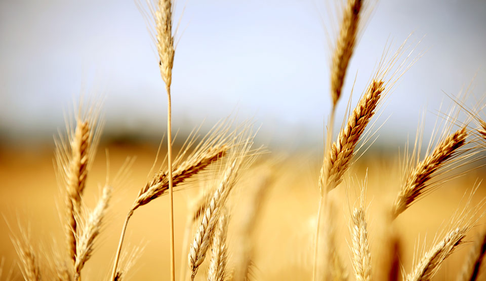 Grain Storage & Handling
