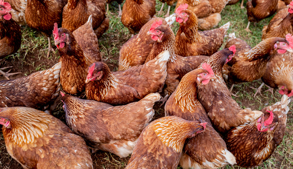 Poultry Sheds