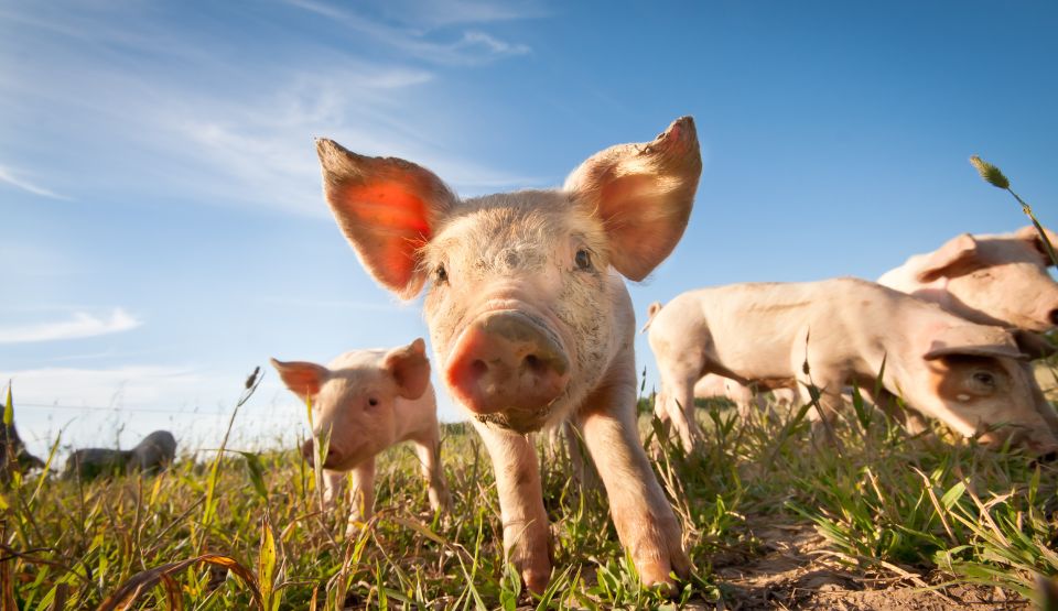 Pig Sheds